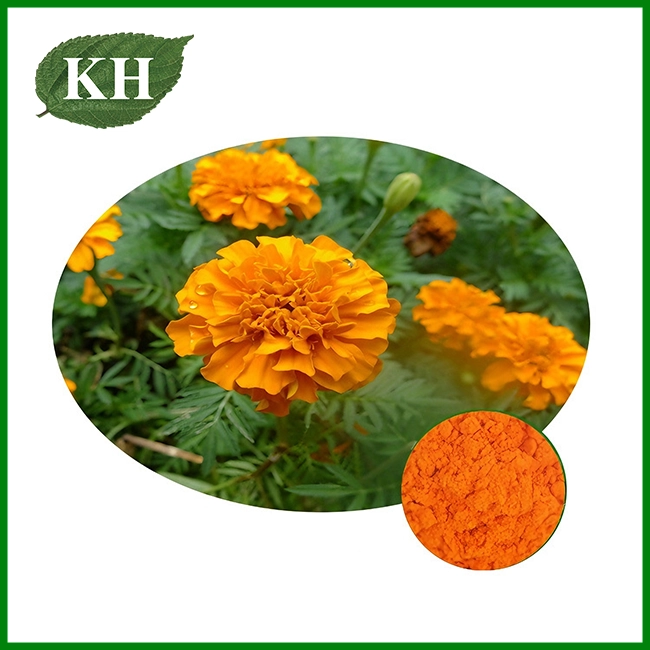 Marigold Extract Marigold Extract